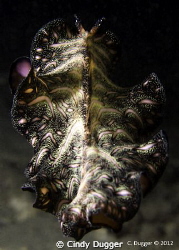 Persian Carpet Flatworm skirting away into the dark.  Tak... by Cindy Dugger 